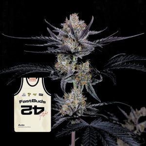 Guava Runtz Auto 420 Fast Buds