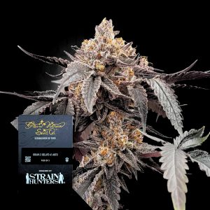 Guava X Gelato 41 Auto Green House Seeds