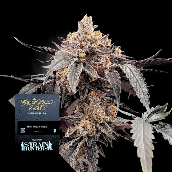 Green House Seeds Guava X Gelato #41 Auto
