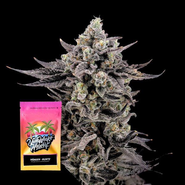 Nine Weeks Harvest Häagen Runtz