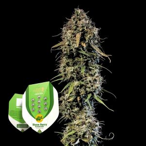 Haze Berry Auto Royal Queen Seeds