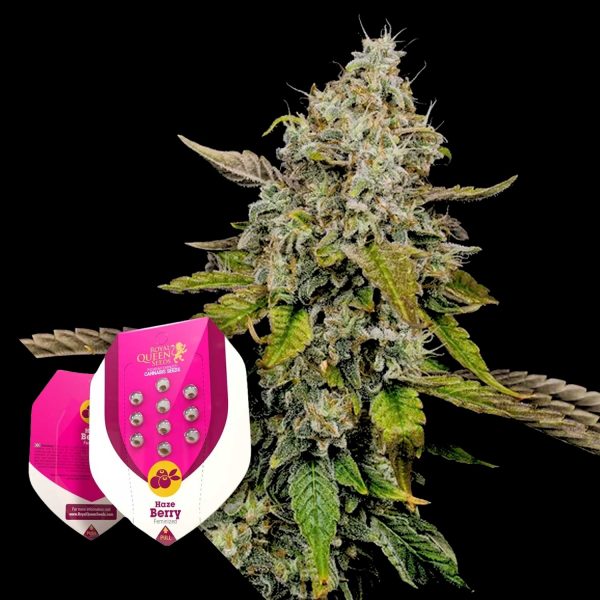 Royal Queen Seeds Haze Berry