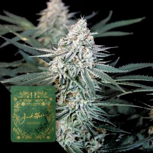 Haze Weaver Jack Herer