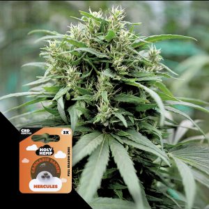 Hercules Cbd Holy Hemp