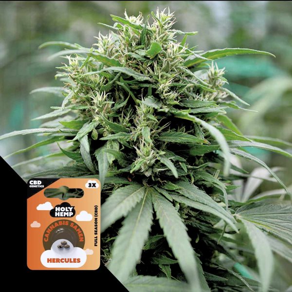 Holy Hemp Hercules CBD