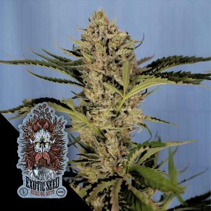 Herz Og Auto Exotic Seeds