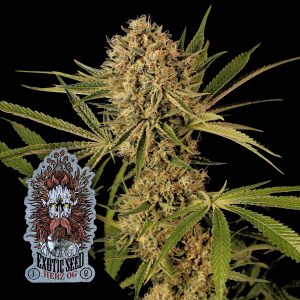 Exotic Seeds Herz OG