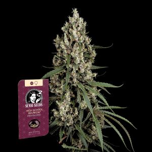 High Shool Reunion Sensi Seeds