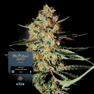Himalaya Gold Green House Seeds