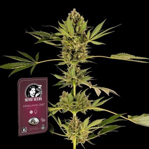 Himalayan Cbd Sensi Seeds