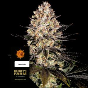 Hindu Kush Barneys Farm