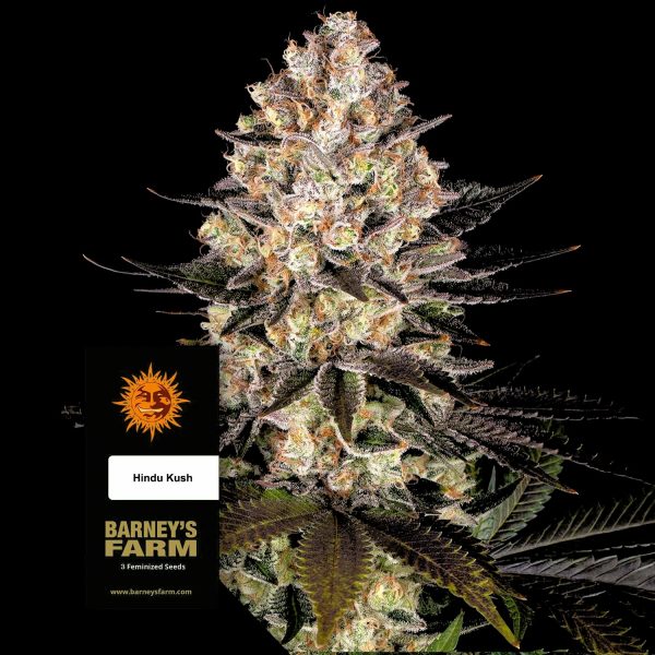 Barneys Farm Hindu Kush