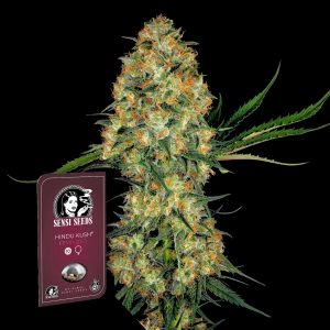 Hindu Kush Sensi Seeds