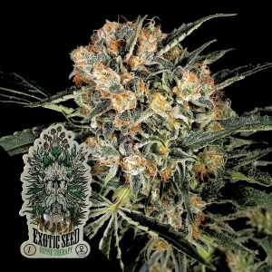 Hippie Therapy Cbd Exotic Seeds