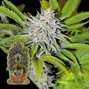 Hippieberry Exotic Seeds