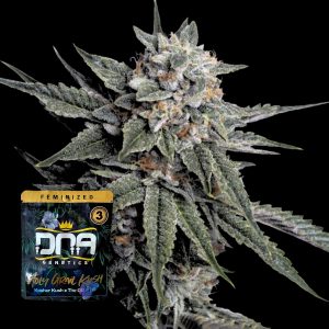 Holy Grail Kush Dna Genetics