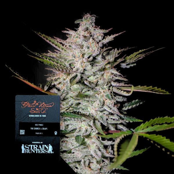 Green House Seeds Holy Punch