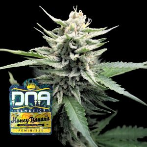 Honey Banana S1 Dna Genetics