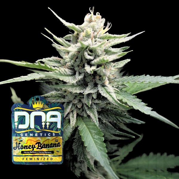 DNA Genetics Honey Banana S1