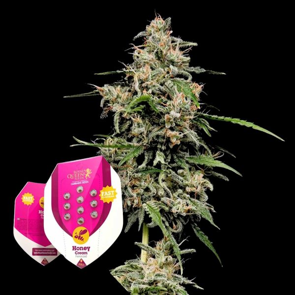 Royal Queen Seeds Honey Cream (Fast Flowering)