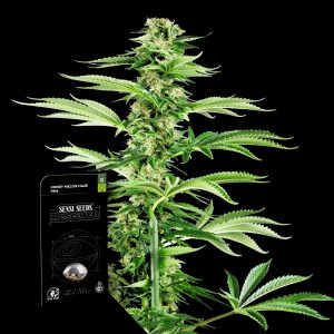 Honey Melon Haze Sensi Seeds