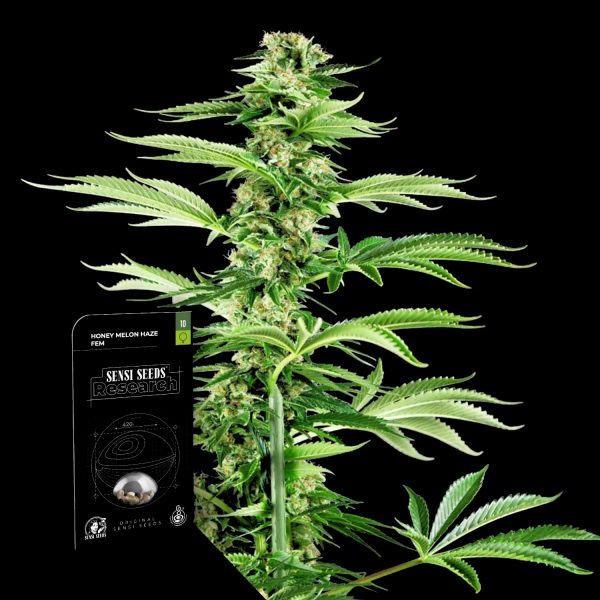 Sensi Seeds Honey Melon Haze