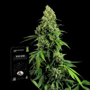 Honey Melon Kush Auto Sensi Seeds
