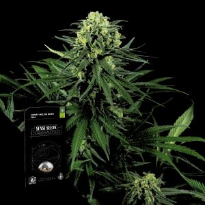 Honey Melon Kush Sensi Seeds