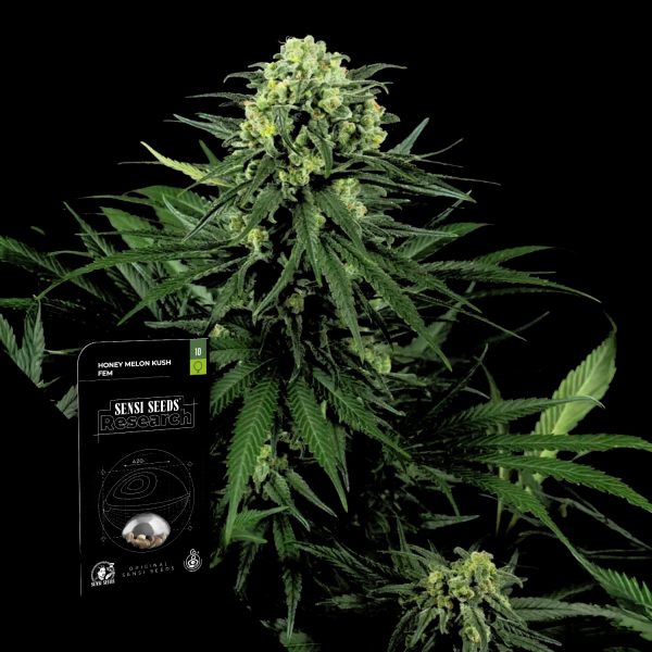 Sensi Seeds Honey Melon Kush