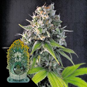 Honey Mints Exotic Seeds