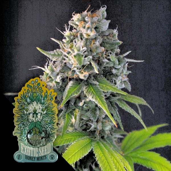 Exotic Seeds Honey Mints