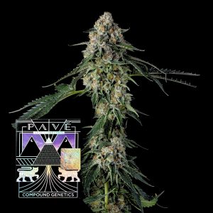 Honeycomb Pave Compound Genetics