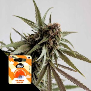 Https House Of Seeds De Collections Jack Herer Reserve