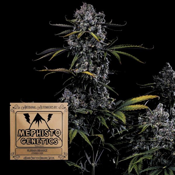 Mephisto Genetics Hubbabubbahaze Auto