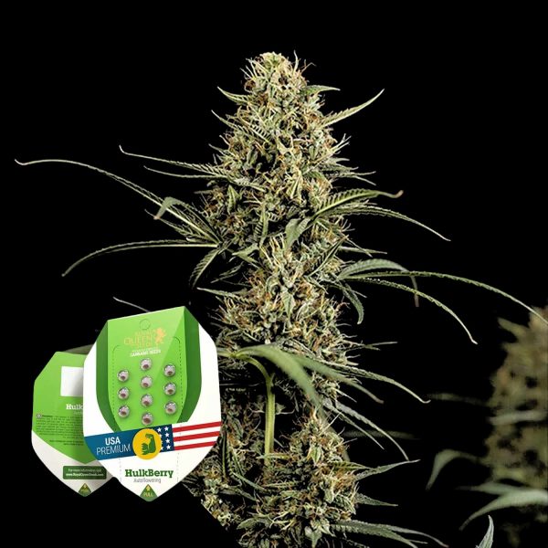 Royal Queen Seeds HulkBerry Auto