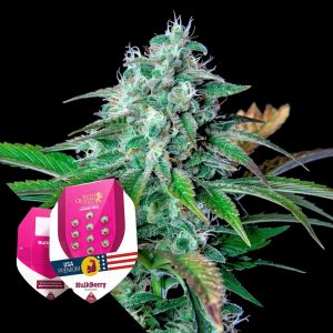 Hulkberry Royal Queen Seeds
