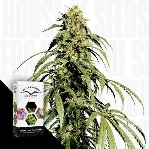 Ice Cream Haze Dutch Passion