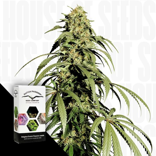 Dutch Passion Ice Cream Haze