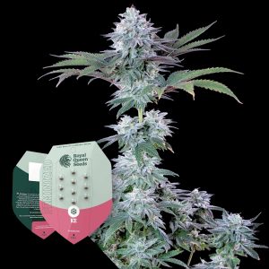 Ice Royal Queen Seeds