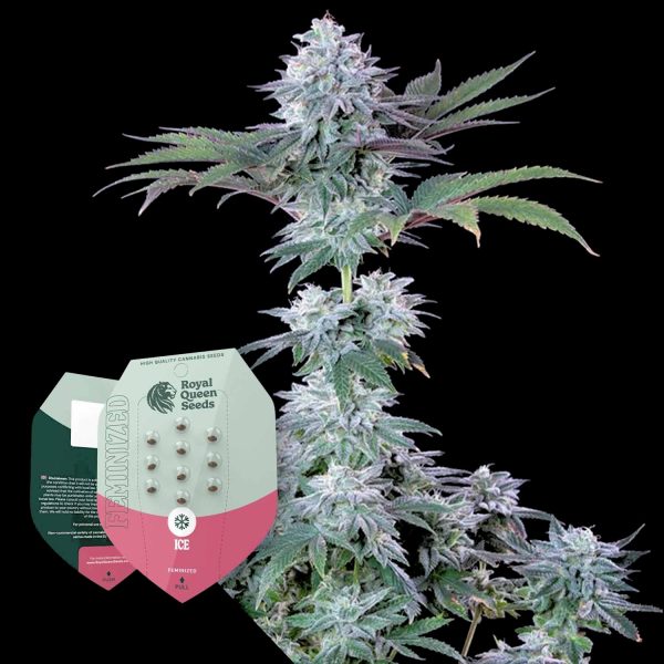 Royal Queen Seeds Ice