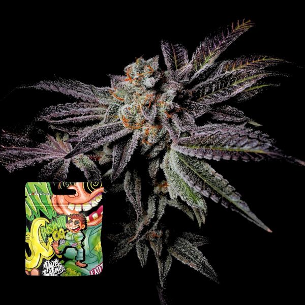 Pure Instinto Insanity OG