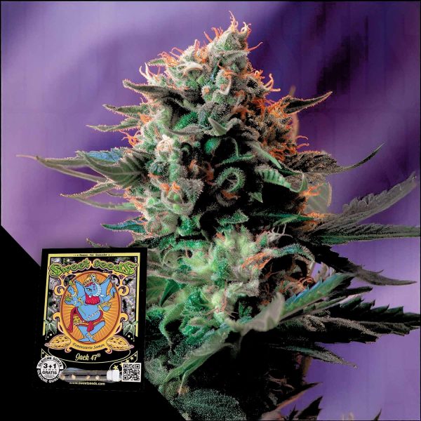 Sweet Seeds Jack 47