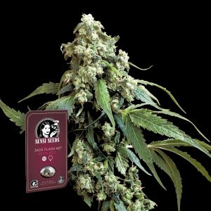 Jack Flash 5 Sensi Seeds