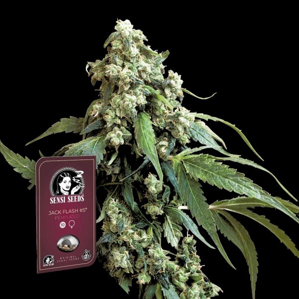 Sensi Seeds Jack Flash #5