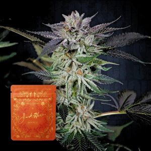 Jack Fruit Jack Herer