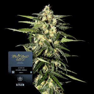 Jack Herer Auto Green House Seeds