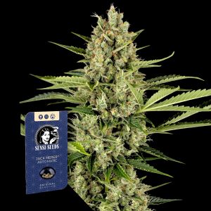 Jack Herer Auto Sensi Seeds