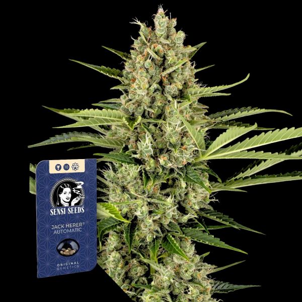 Sensi Seeds Jack Herer Auto