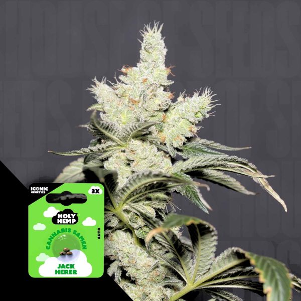 Holy Hemp Jack Herer