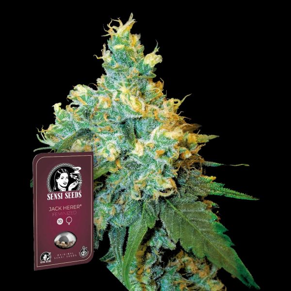 Sensi Seeds Jack Herer